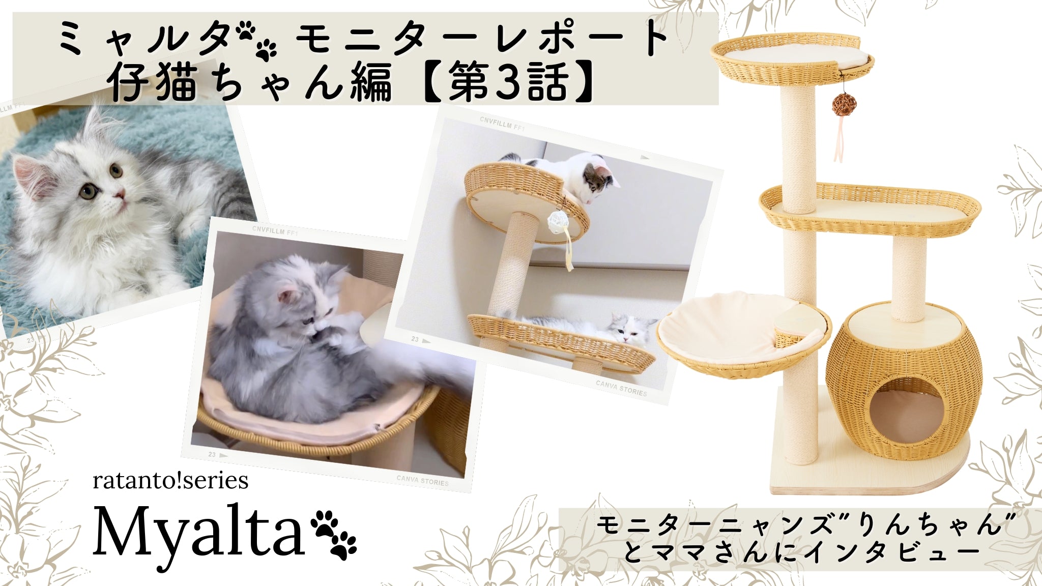 Myalta🐾モニターレポート「仔猫ちゃん編」