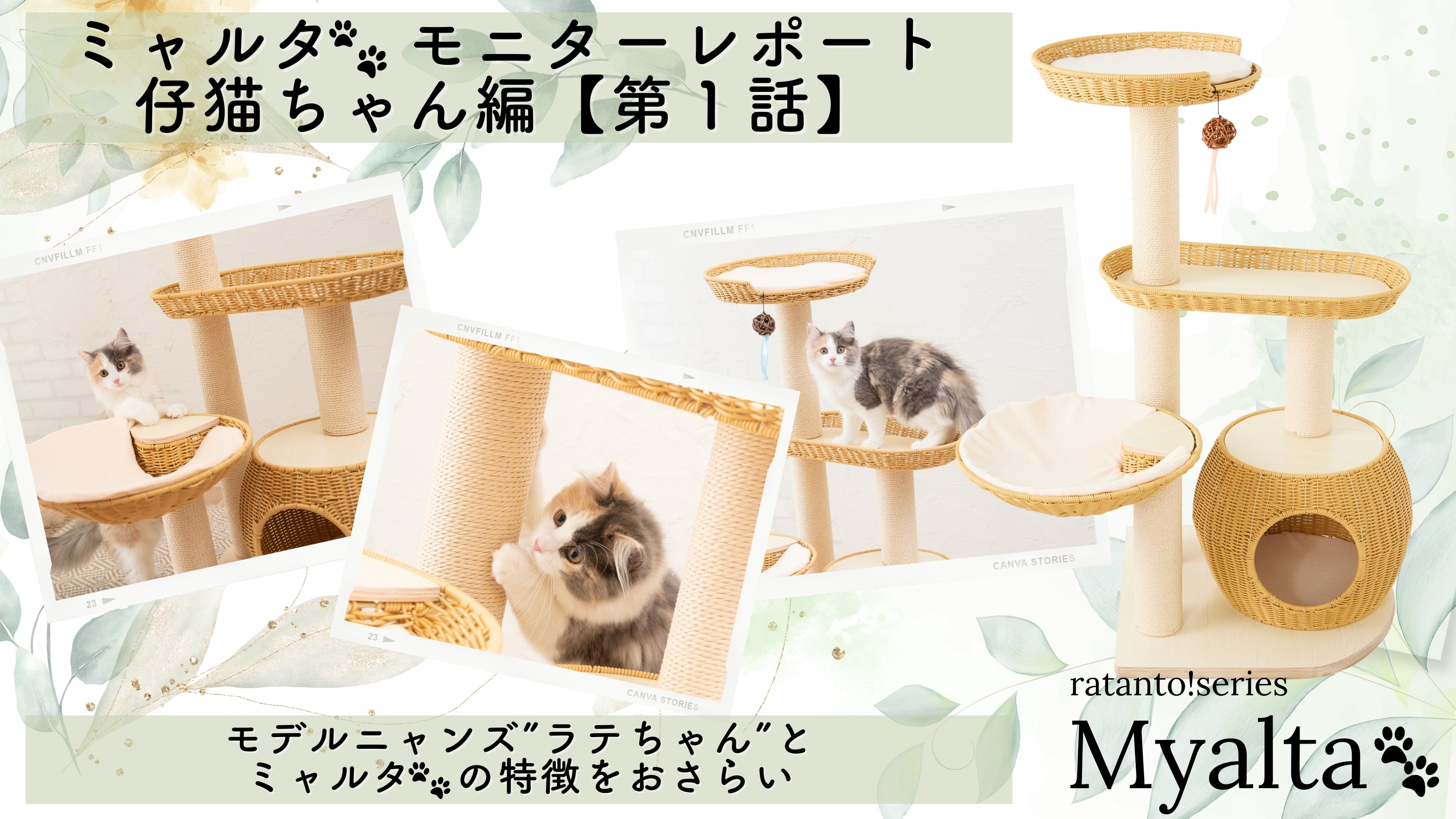 Myalta🐾モニターレポート「仔猫ちゃん編」