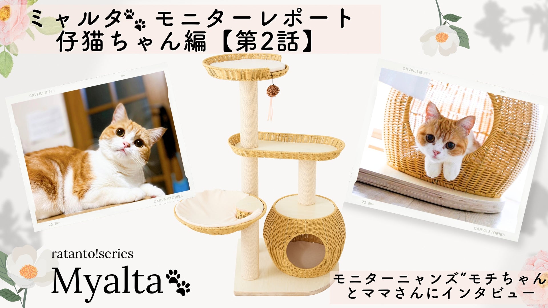 Myalta🐾モニターレポート「仔猫ちゃん編」