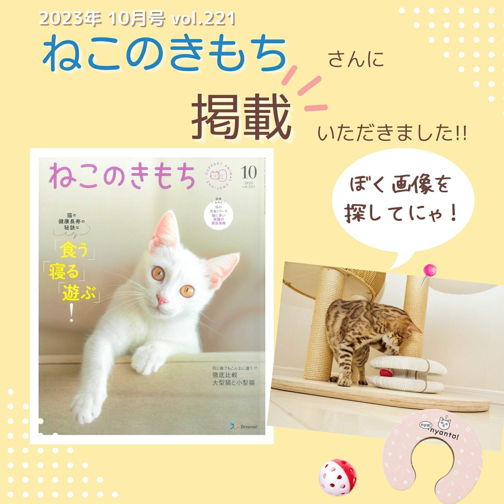 猫暮らし専門店 キミとワタシのSUMIKA nyanyanto!ニャニャント!